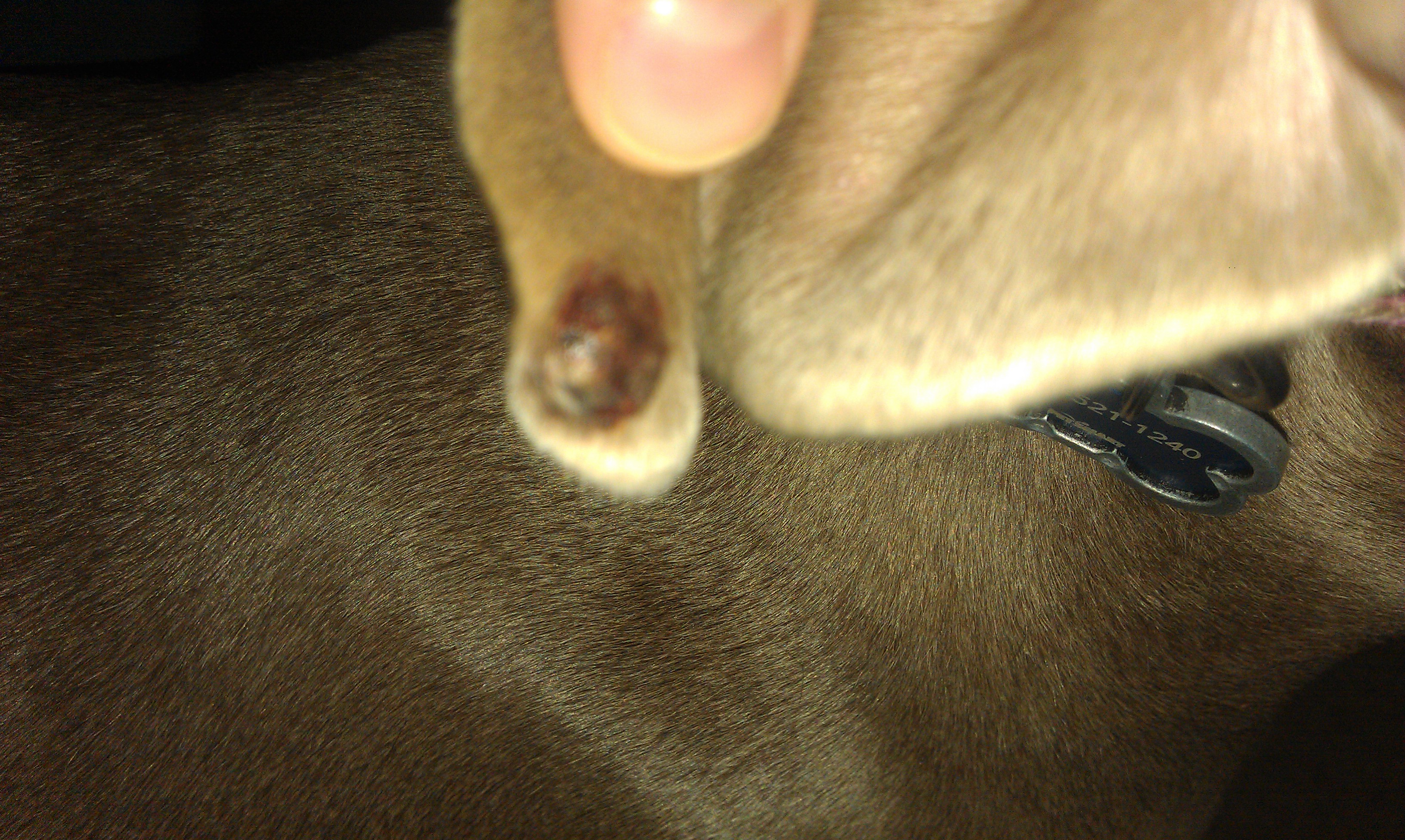 Dog Ear Bump