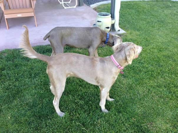 Charlie and Mace with their tail's in view.. Charlie is so proud of her fuzzy flagpole tail!!