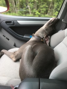 Kilroy 3 Car_nap