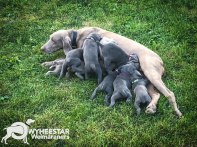 Mousse Nursing Her Babies--Summer 2018-9